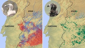 Abutres evitam território português