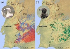 Abutres evitam território português por falta de alimento 