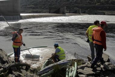 Trabalhos de remoção da espuma poluidora no açude situado em Abrantes ainda estão a ser realizados