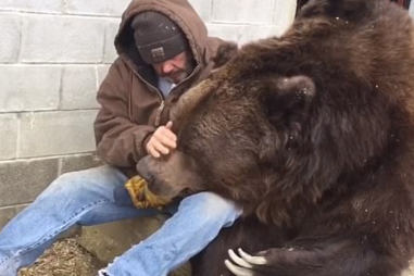 Urso de 600 quilos é consolado pelo tratador após ida ao veterinário