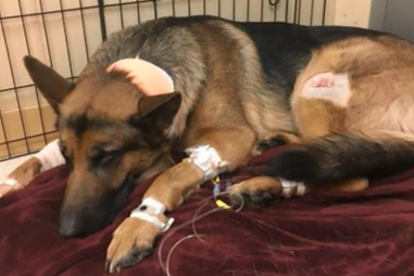 Rex foi baleado por assaltantes para proteger dono de 16 anos