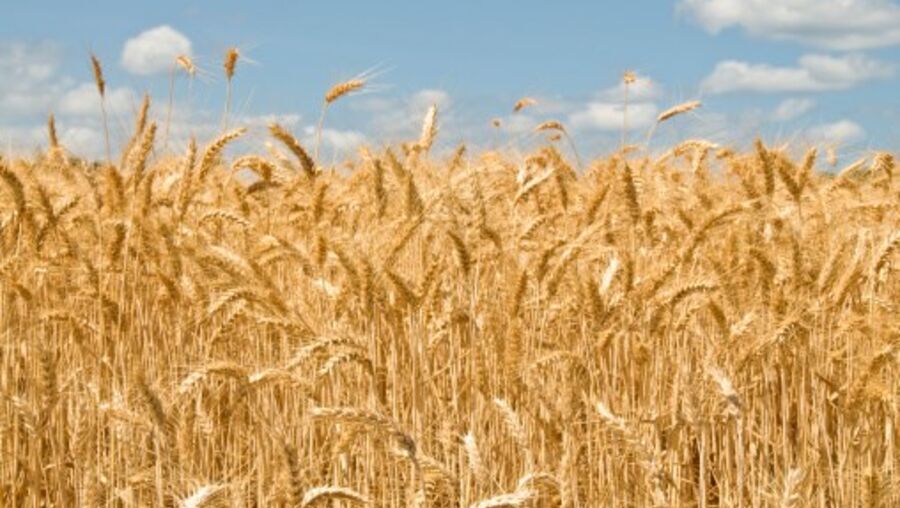 Campo de trigo