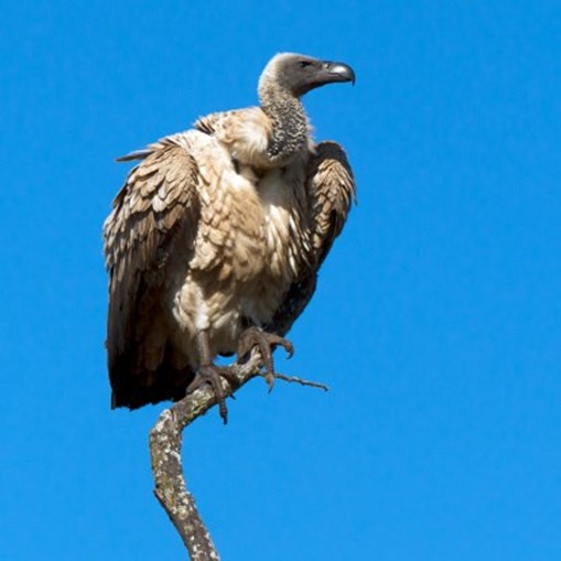 Os abutres estão em risco de extinção 