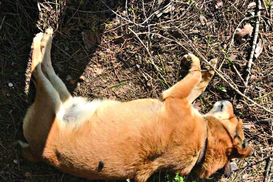 animais, veneno, mortos, Ludo, raposas, cães, mortos