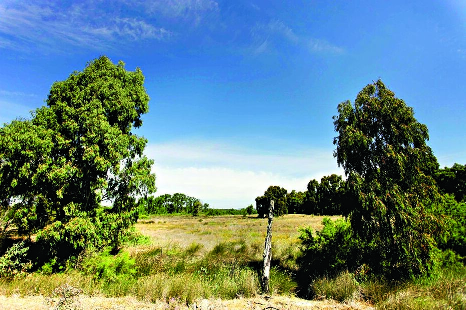 animais, veneno, mortos, Ludo, raposas, cães, mortos