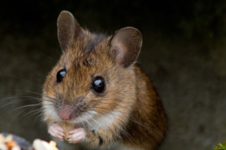 rato, animal, roedor