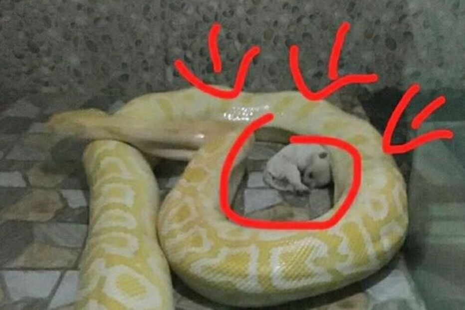 Zoo alimenta cobras com cachorros vivos