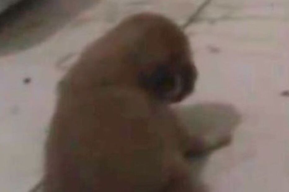 Zoo alimenta cobras com cachorros vivos