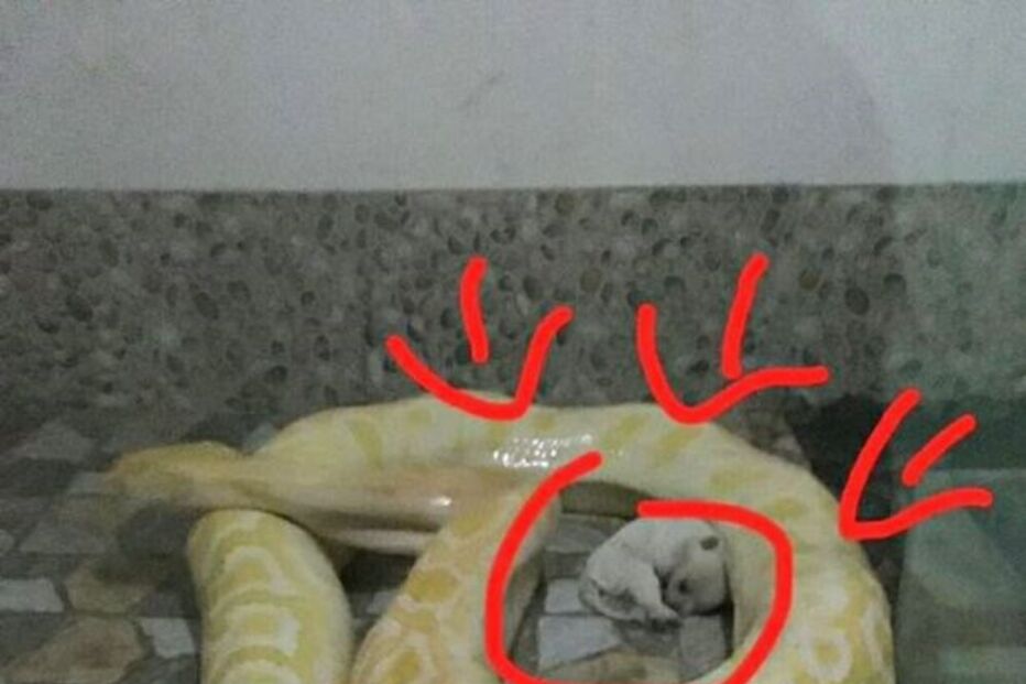 Zoo alimenta cobras com cachorros vivos