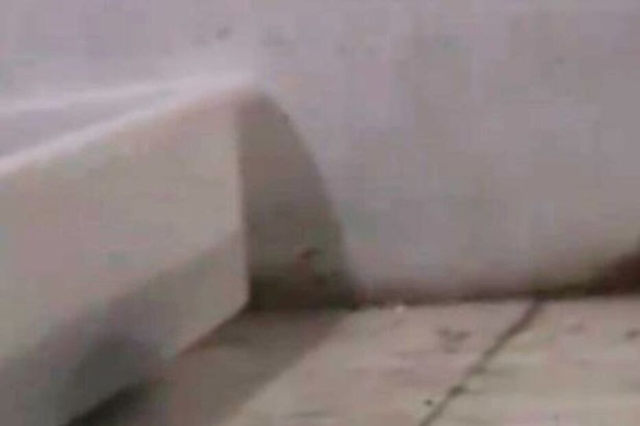 Zoo alimenta cobras com cachorros vivos