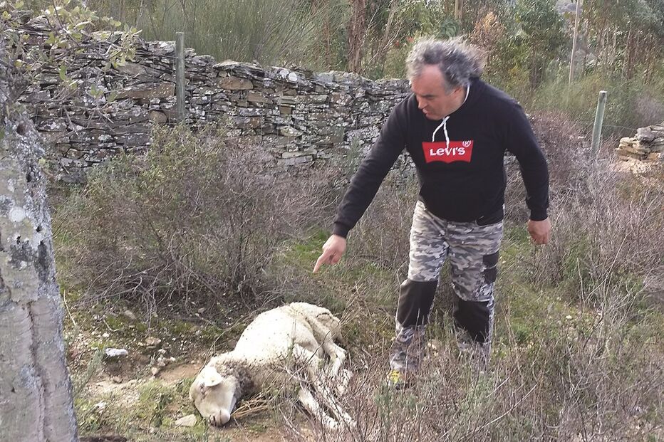 Armindo Barroca, um dos produtores de gado que ficou sem os animais 