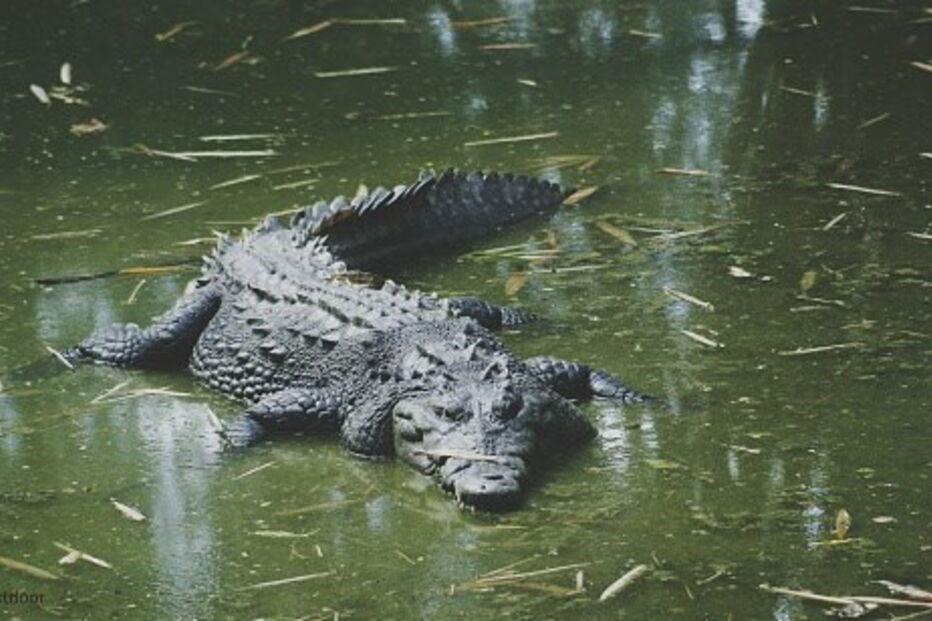 Crocodilos