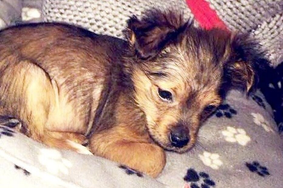 Polícia abriu investigação à morte de 'Sparky'