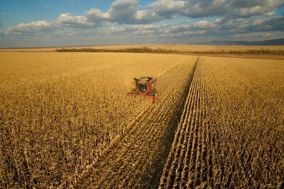 campo agrícola, campo de milho, terreno 