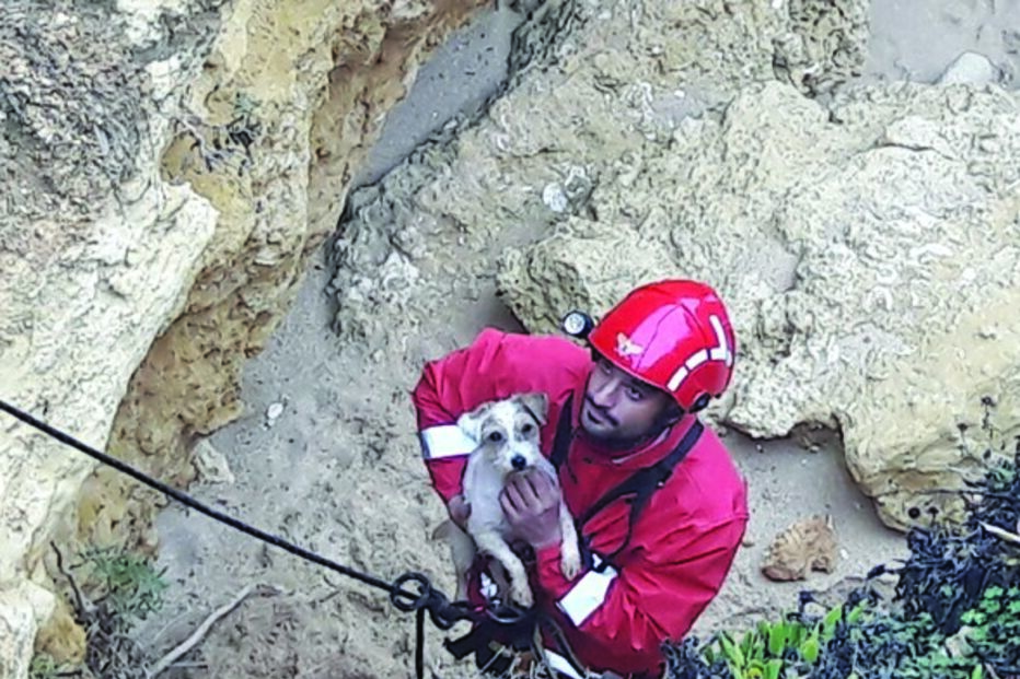 Bombeiro a resgatar animal  