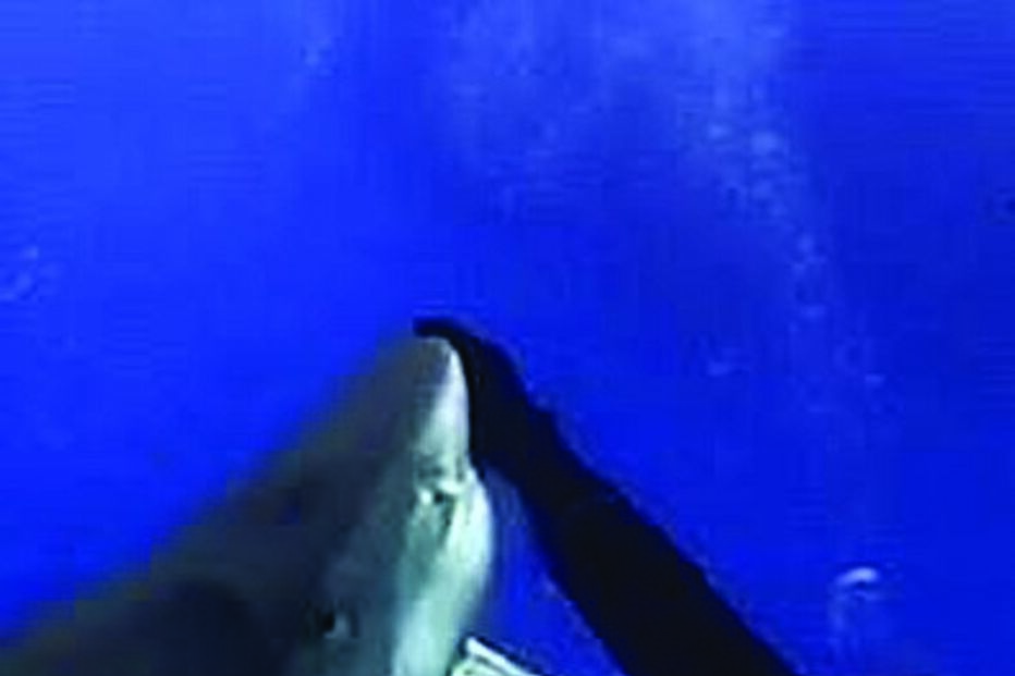 mergulhado, tubarão, dança, Eli Martinez, EUA