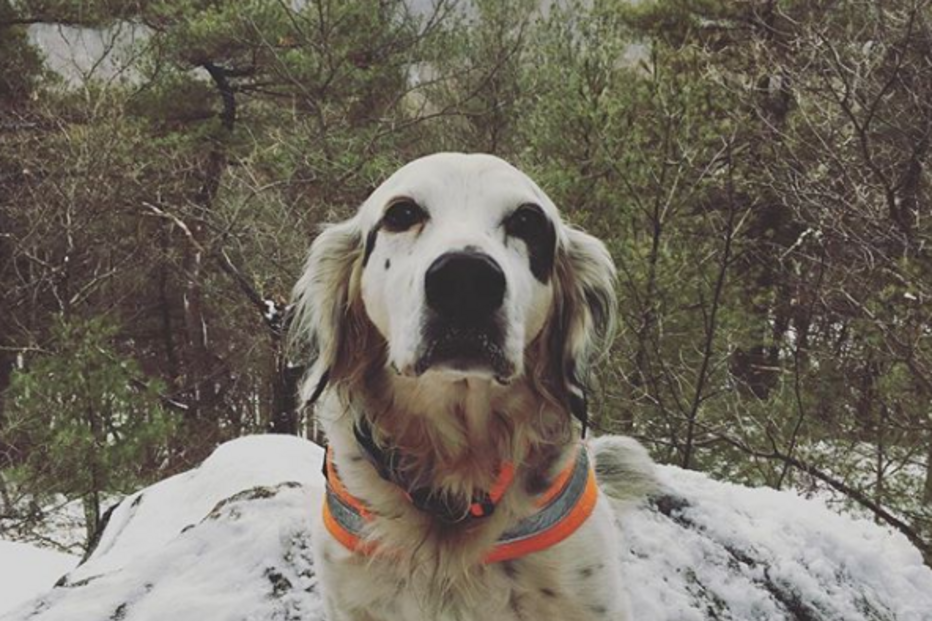 Cão morre ao enfrentar urso para salvar o dono e outros cães