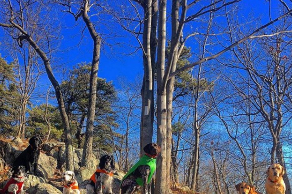 Cão morre ao enfrentar urso para salvar o dono e outros cães
