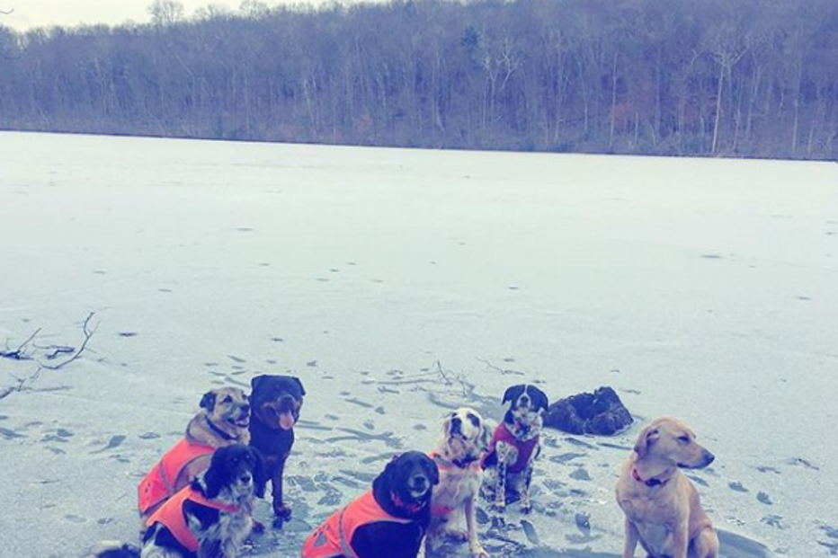 Cão morre ao enfrentar urso para salvar o dono e outros cães