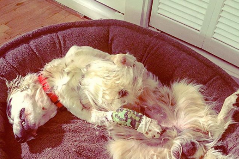 Cão morre ao enfrentar urso para salvar o dono e outros cães