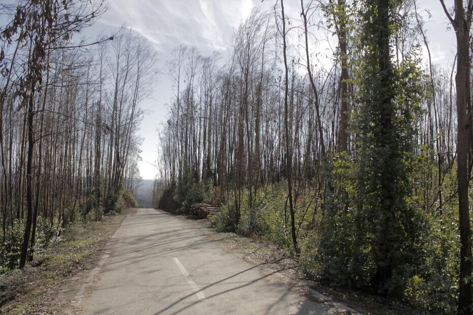 Na EN236  foi criada uma faixa de proteção, que afasta as árvores do alcatrão