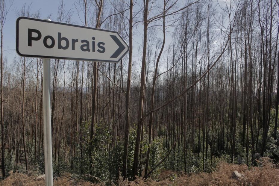 Na EN236  foi criada uma faixa de proteção, que afasta as árvores do alcatrão