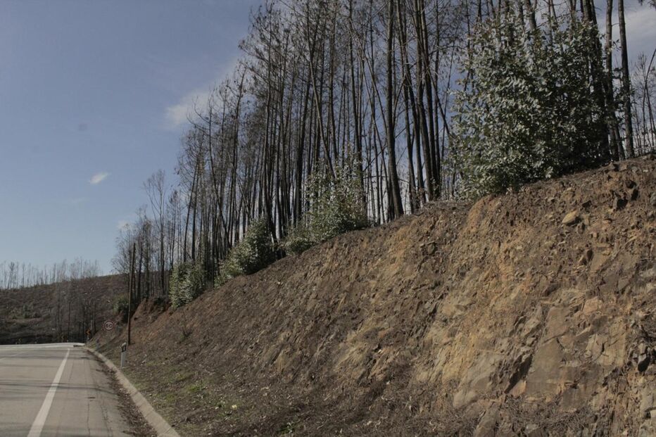 Na EN236  foi criada uma faixa de proteção, que afasta as árvores do alcatrão