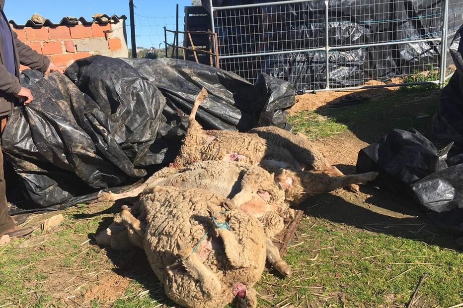 Animais mortos no último ataque 