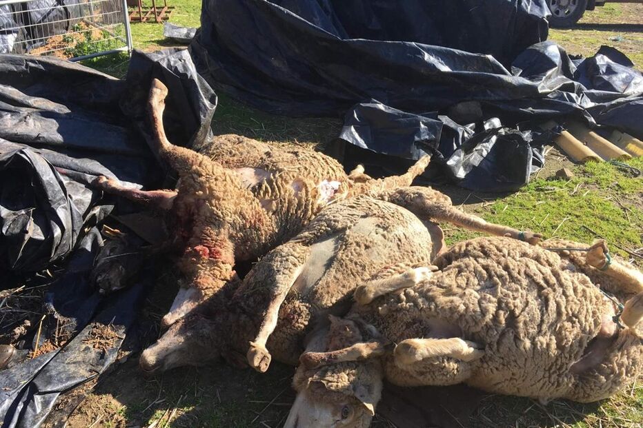 Animais mortos no último ataque 