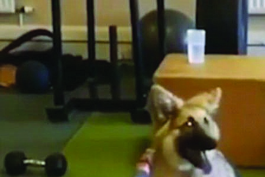 Pastor-alemão quer fazer exercício físico