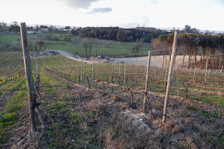Árvores queimadas nos incêndios de 2017 em Tábua e Oliveira do Hospital