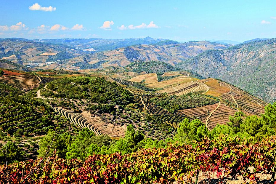 robôs, vale do Douro, vinhas,Fraunhofer, Fundação para a Ciência e Tecnologia, vila real