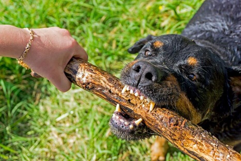 O Rottweiler é uma das raças de cães considerada perigosa