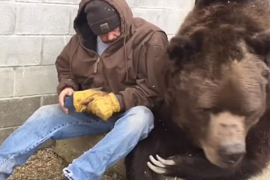 Urso de 600 quilos é consolado pelo tratador após ida ao veterinário