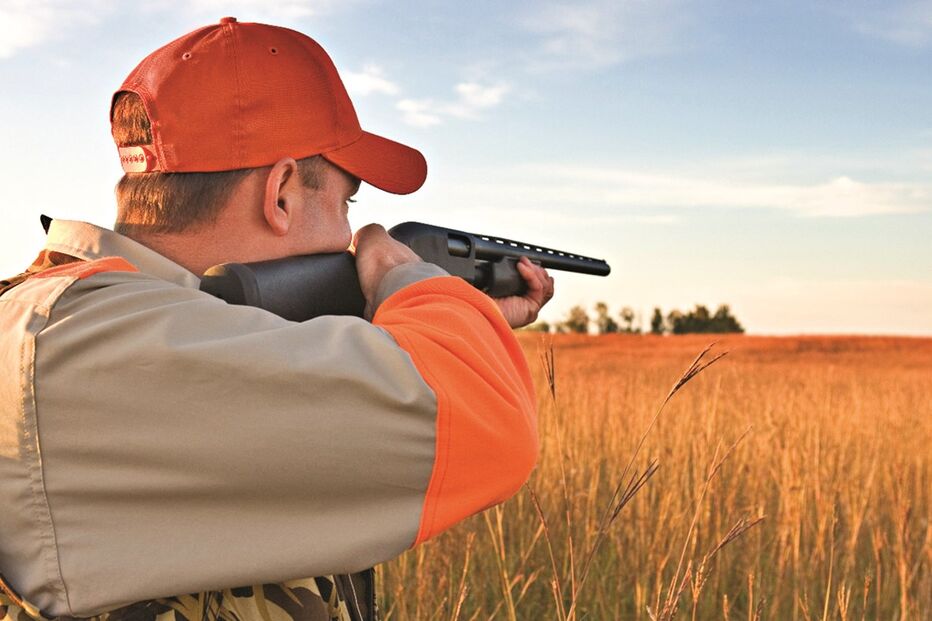 Detetadas larvas de Trichinella em javalis capturados em montarias nos concelhos de Trás-os-Montes. Consumo só após análise da carne por veterinário 