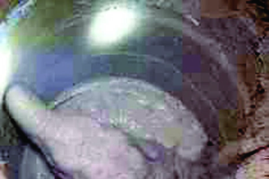 Bebé elefante cai em poço de três metros