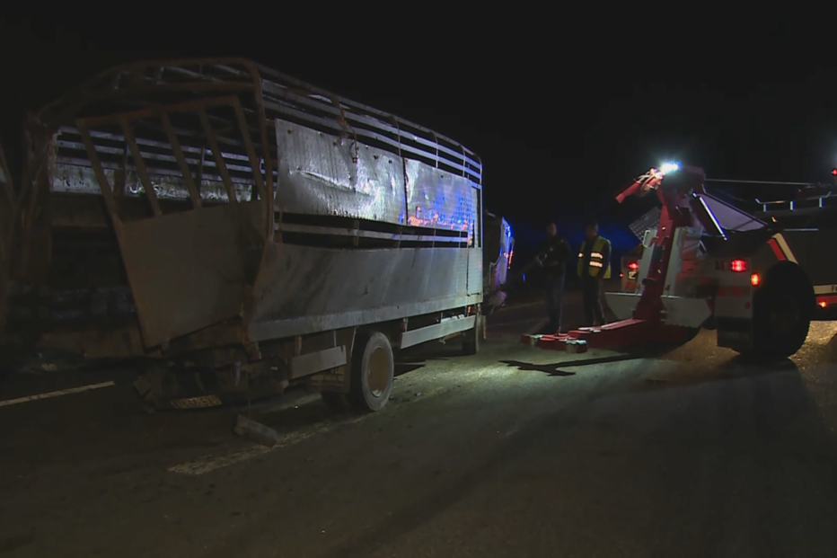 Colisão entre camiões mata sete vacas na A23 