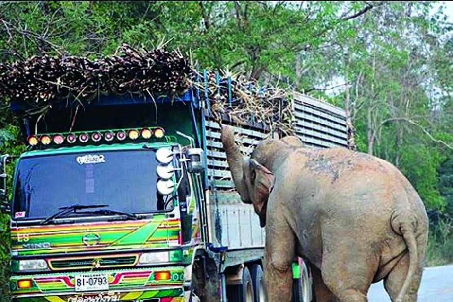 Elefante guloso provoca engarrafamento