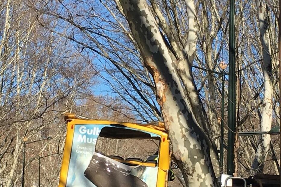 Autocarro com turistas choca com árvore da Avenida da Liberdade