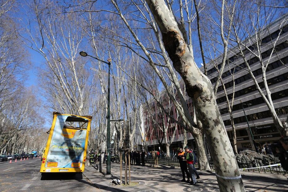 Autocarro com turistas choca com árvore da Avenida da Liberdade