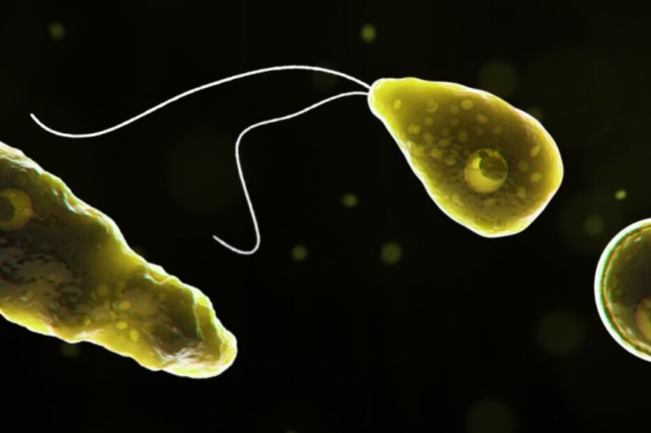 Vírus, Naegleria fowleri, ameba come cérebros