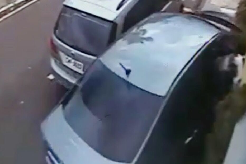 Cão, animal, França, acidente