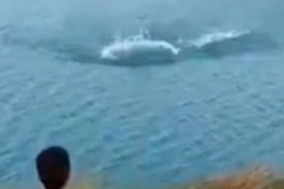 Cão bebé é devorado por crocodilo após homem o atirar a lago