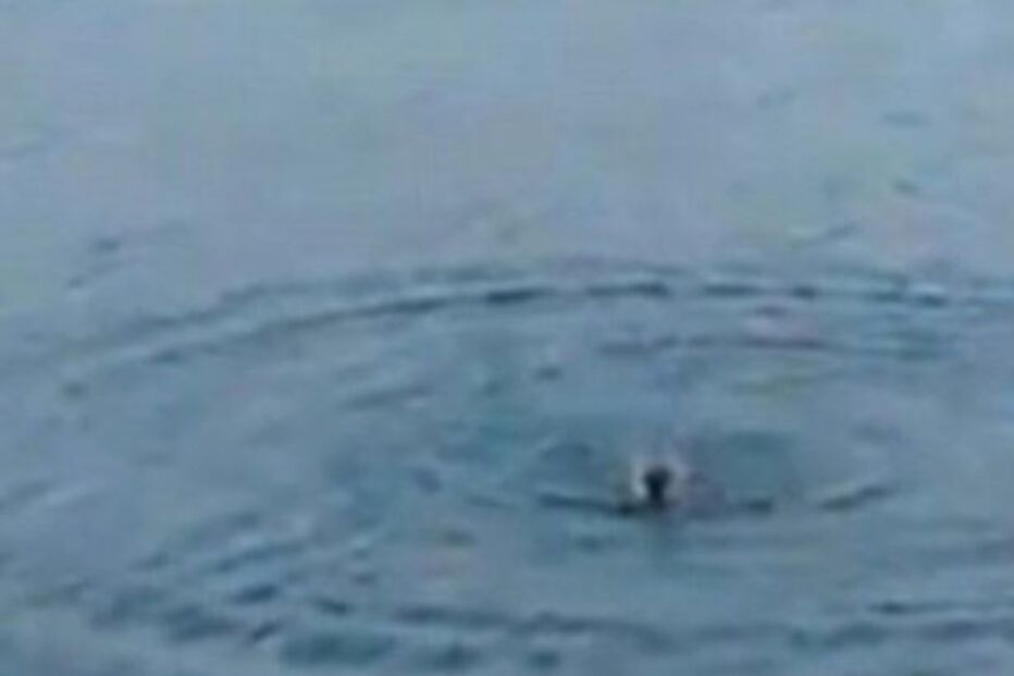 Cão bebé é devorado por crocodilo após homem o atirar a lago