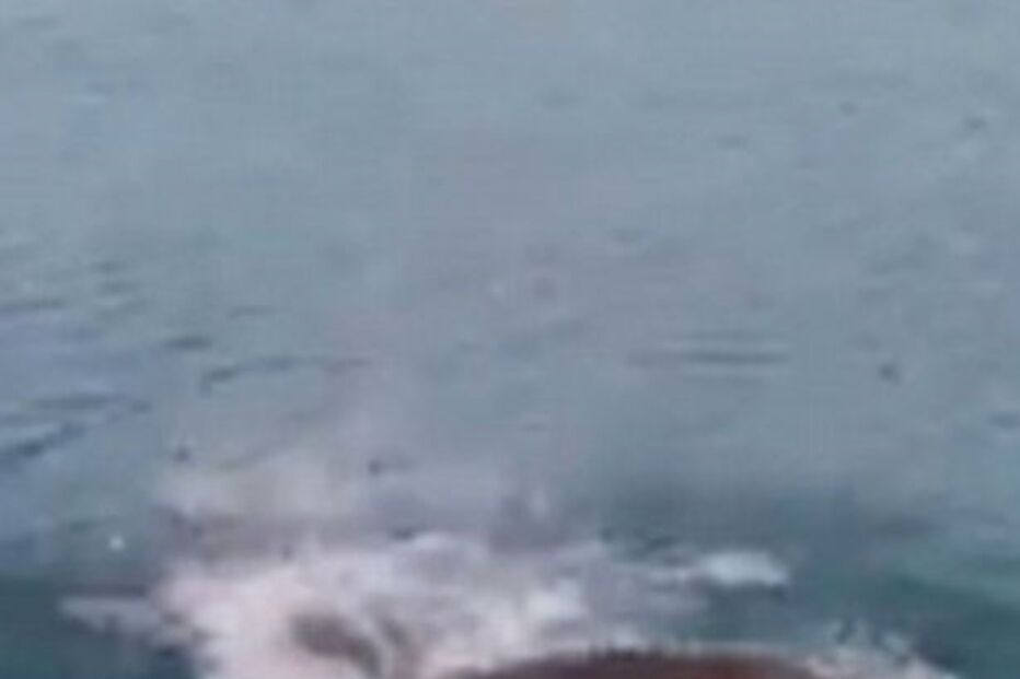 Cão bebé é devorado por crocodilo após homem o atirar a lago