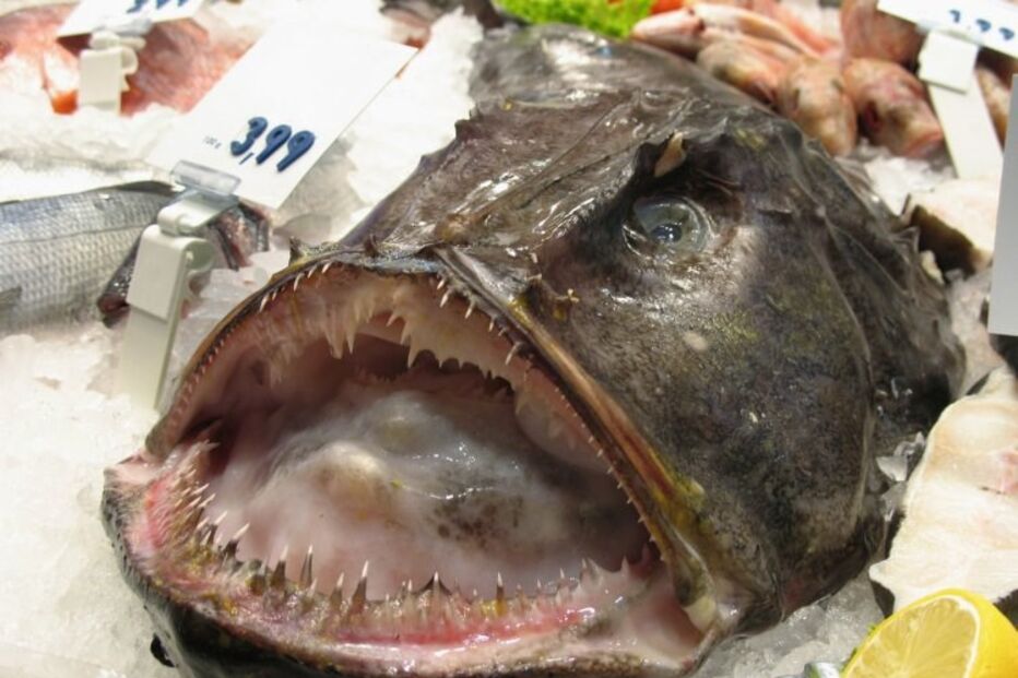 Homem usou tamboril para se masturbar