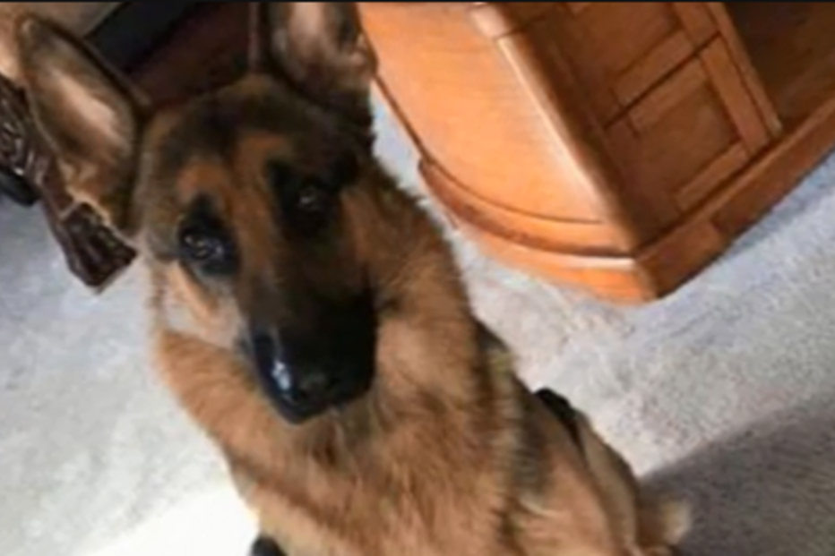 Rex foi baleado por assaltantes para proteger dono de 16 anos