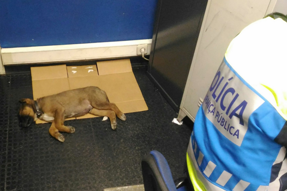 Animal foi resgatado pelos agentes da PSP que estavam de serviço