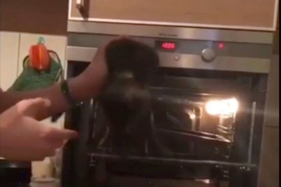 Kirill Beryozin surge a torturar o seu gato de estimação no forno