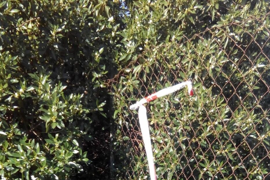 Cão resgatado de poço em Faro